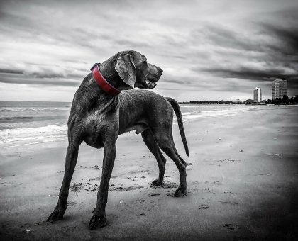 On Holiday With a Pet