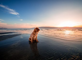 Hundestrand
